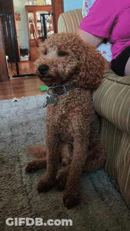 Brown Dog With Tag Beside Pink Shirt Person GIF