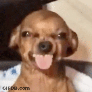 Brown Dog With Tongue Hanging Out GIF