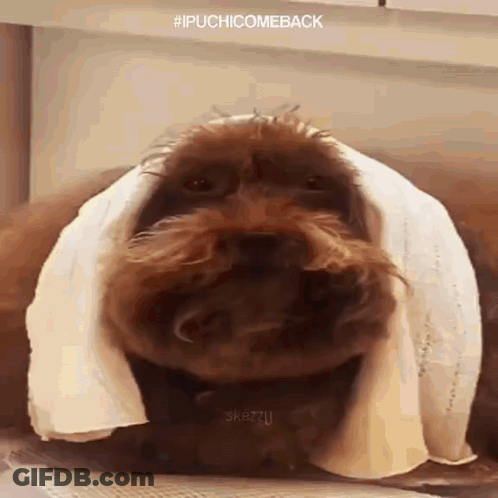 Brown Dog Wrapped In White Towel GIF