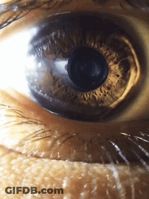 Brown Eyeball Focused GIF