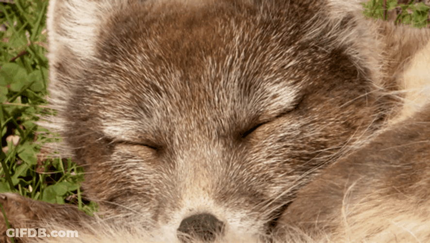 Brown Eyes Arctic Fox GIF