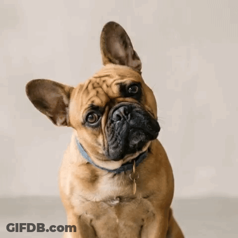 Brown French Bulldog In Blue Collar Sitting And Looking Up GIF