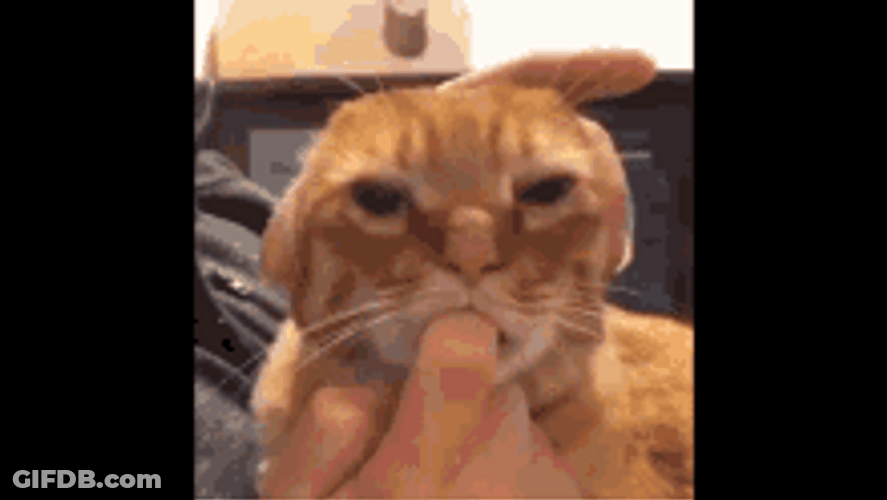 Brown Gentle Cat Sucking Finger GIF