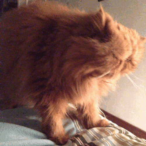 Brown Grumpy Cat Sticking Tongue GIF