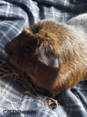 Brown Guinea Pig Laying On Blanket GIF