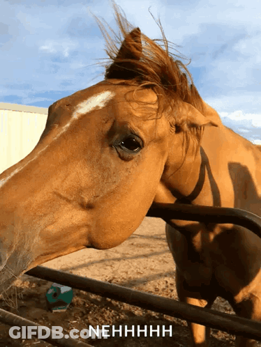 Brown Horse Behind Fence Saying Nehhhh GIF