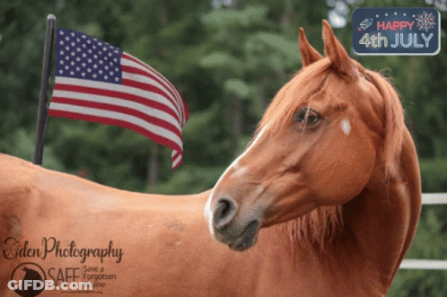 Brown Horse By American Flag Saying Happy 4Th July GIF