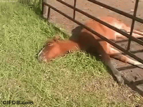 Brown Horse Laying In Grass Next To Fence GIF