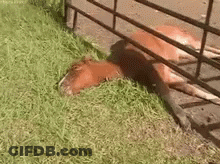 Brown Horse Laying In Grass Next To Fence GIF