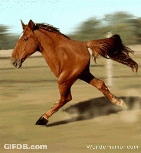 Brown Horse Running In Field Wonderhumor.com GIF