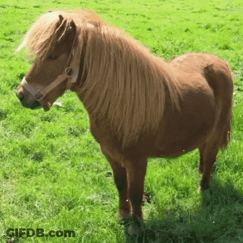 Brown Horse Standing In Grass GIF