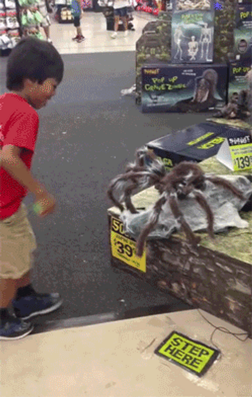 Brown Jumping Spider GIF