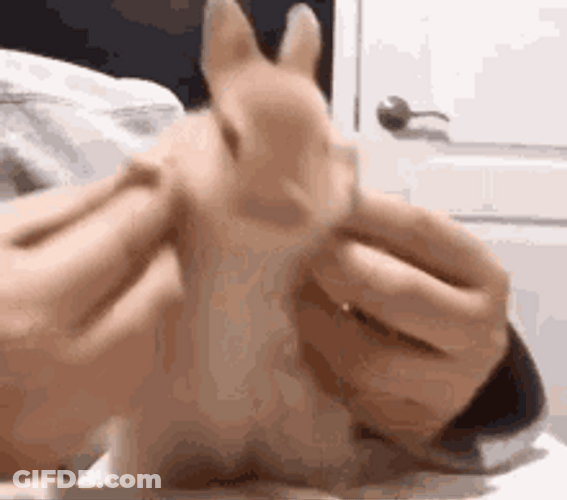 Brown Little Bunny Dancing GIF