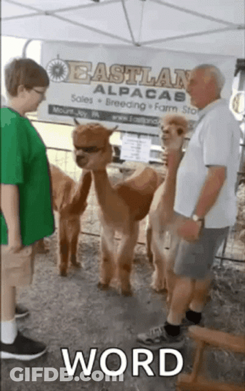 Brown Llama Word GIF