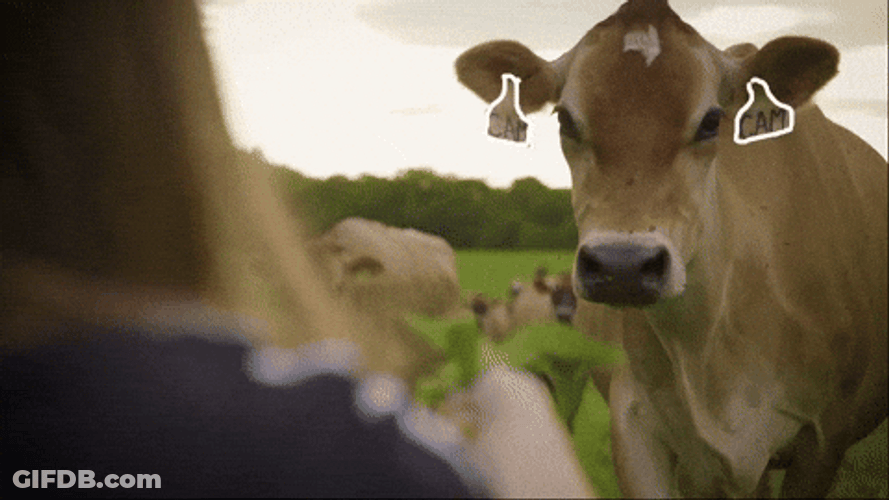 Brown Moo Having Treats GIF