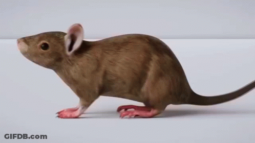 Brown Mouse Standing GIF