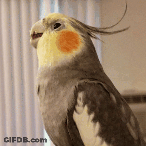 Brown Parrot Munching GIF