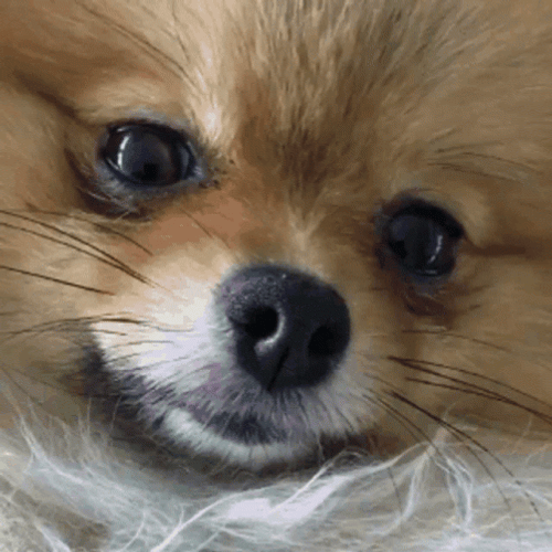 Brown Pomeranian Dog Wink GIF