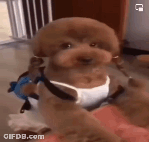 Brown Poodle In White Tank Top And Harness On Lap GIF