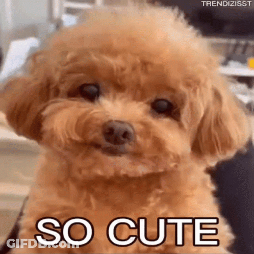 Brown Poodle Looking At Camera Saying So Cute GIF