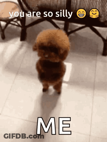 Brown Poodle Saying You Are So Silly Me GIF