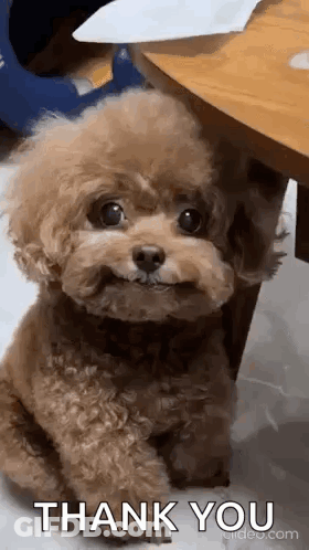 Brown Poodle Sitting Next To Table GIF