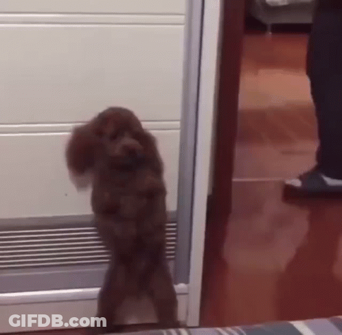 Brown Poodle Standing On Hind Legs In Room GIF