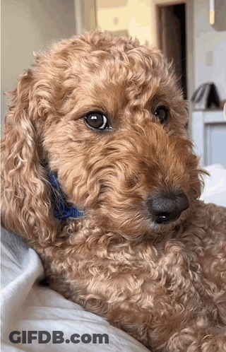 Brown Poodle With Blue Collar Laying On Bed GIF