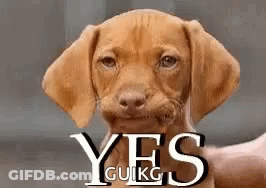 Brown Puppy Being Held Looking At Camera GIF