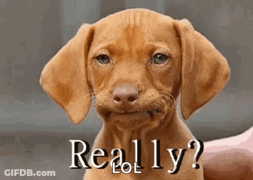 Brown Puppy Funny Face Really Lol GIF