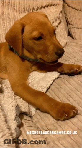 Brown Puppy Laying On Couch Mighty Lancer Games GIF
