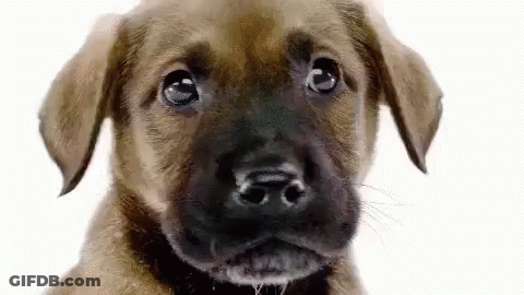 Brown Puppy Looking At Camera GIF