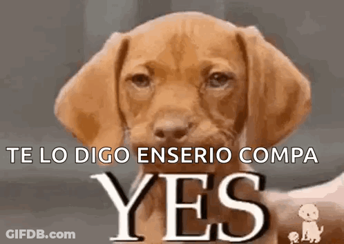 Brown Puppy Looking At Camera Saying Yes GIF