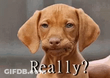 Brown Puppy Making Funny Face Saying Really GIF