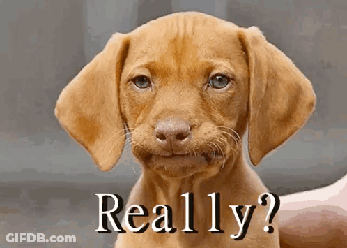 Brown Puppy Saying Really GIF