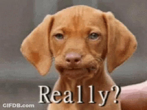Brown Puppy Saying Really GIF