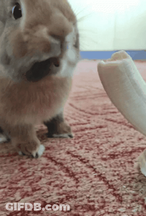 Brown Rabbit Eating Banana GIF