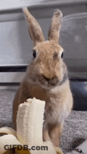 Brown Rabbit Eating Banana GIF