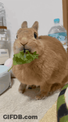 Brown Rabbit Eating Green Leaf With Water Bottle GIF