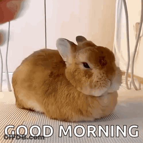 Brown Rabbit Laying On Floor Saying Good Morning GIF