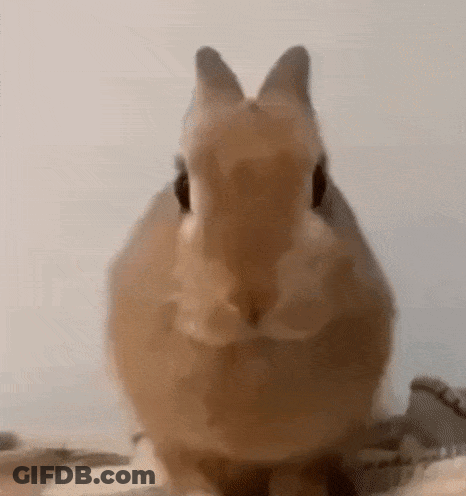 Brown Rabbit Looking At Camera GIF