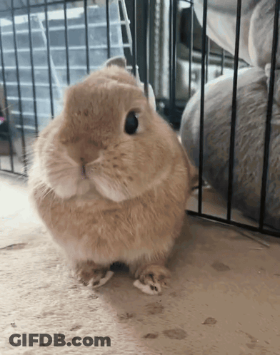 Brown Rabbit Sitting In Front Of Black Cage GIF