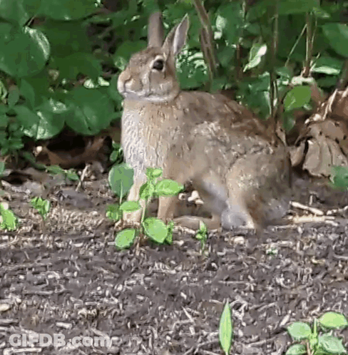 Brown Rabbit Sitting In Woods GIF