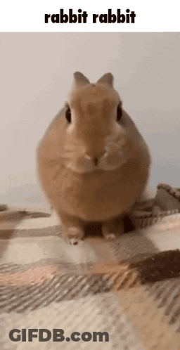 Brown Rabbit Sitting On Blanket GIF