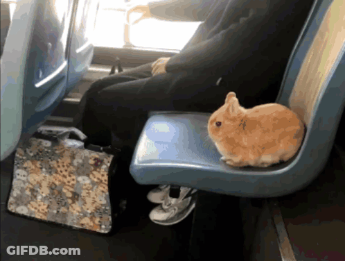 Brown Rabbit Sitting On Blue Seat Next To Person GIF