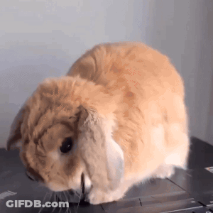 Brown Rabbit Sitting On Laptop GIF