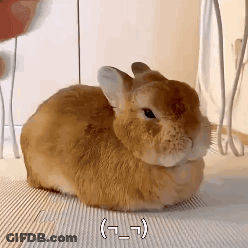 Brown Rabbit Sitting On Mat With Korean Writing GIF