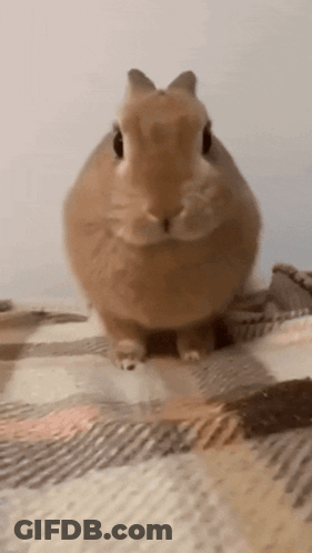Brown Rabbit Sitting On Plaid Blanket GIF