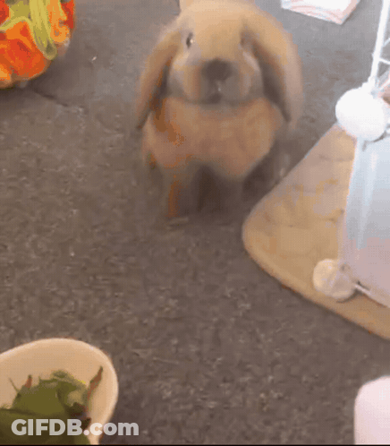 Brown Rabbit Standing Next To Bowl Of Greens GIF