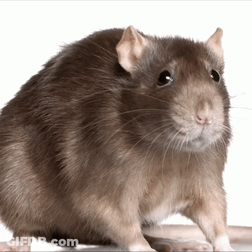 Brown Rat Looking At Camera GIF